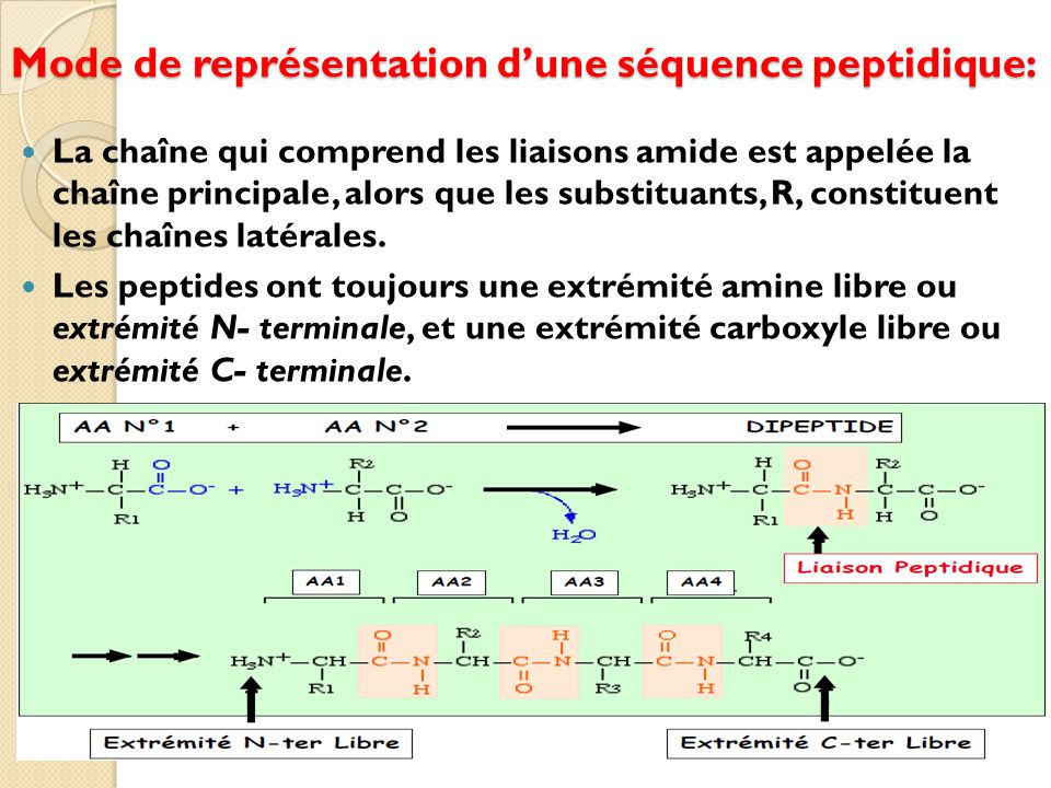 Biochimie Acides Aminés Peptides et Protéines ppt video online